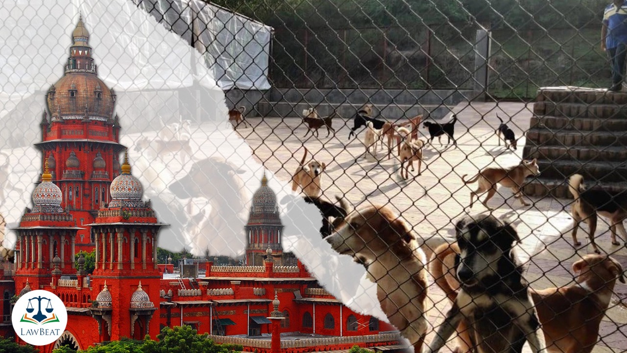 Not only stray dogs, menace by pets at public place also a concern: Madras High Court in IIT-Madras case Not only stray dogs, menace by pets at public place also a concern: Madras High Court in IIT-Madras case